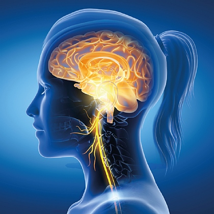 Vagus Nerve: The Wandering Nerve