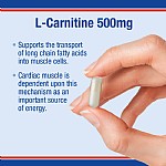 lamberts l carnitine L-Carnitine 500mg | Single Amino Acids